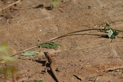 Aspidoscelis lineattissimus