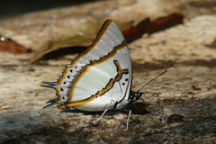 Polyura eudamippus