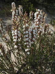 Lysinema ciliatum