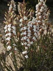 Lysinema ciliatum