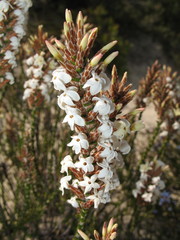 Lysinema ciliatum