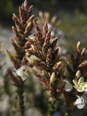Lysinema ciliatum