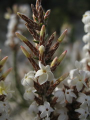 Lysinema ciliatum