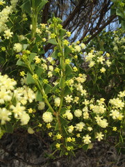 Acacia littorea