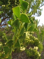 Acacia littorea