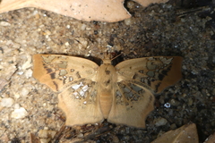 Ctenoptilum vasava