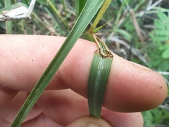 Heteropogon contortus image