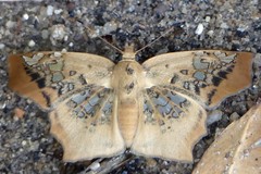 Ctenoptilum vasava