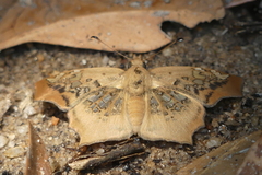 Ctenoptilum vasava
