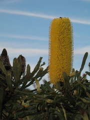 Banksia attenuata