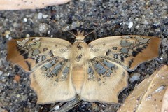 Ctenoptilum vasava