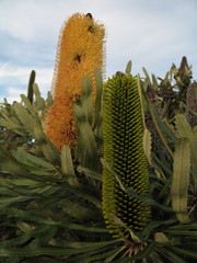Banksia attenuata