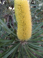Banksia attenuata