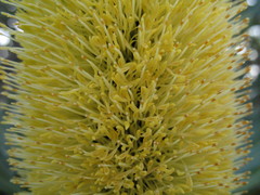 Banksia attenuata