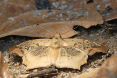 Ctenoptilum vasava