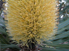 Banksia attenuata
