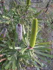 Banksia attenuata