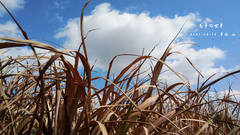 Miscanthus floridulus