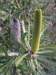 Banksia attenuata