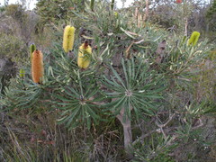 Banksia attenuata
