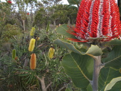 Banksia attenuata