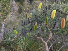 Banksia attenuata
