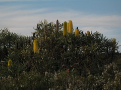 Banksia attenuata