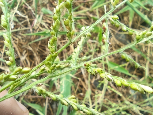 Image of Urochloa ramosa by (c) Augustin Soulard, some rights reserved (CC BY)