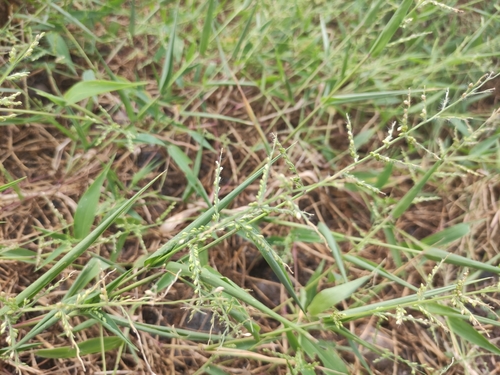 Image of Urochloa ramosa by (c) Augustin Soulard, some rights reserved (CC BY)