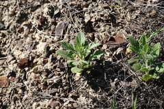 Pterocephalus plumosus