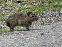Galea leucoblephara