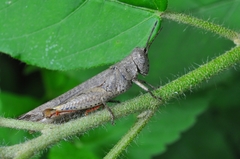 Orthoscapheus rufipes