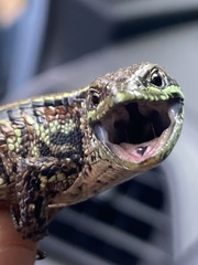 Abronia monticola