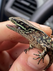 Abronia monticola