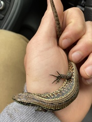 Abronia monticola