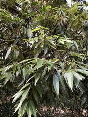 Lithocarpus amygdalifolius