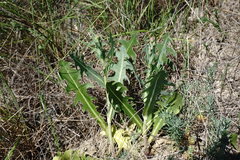 Lactuca tuberosa