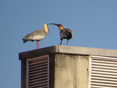 Theristicus caudatus