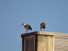 Theristicus caudatus