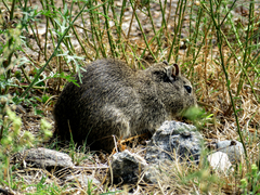 Galea leucoblephara