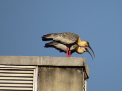 Theristicus caudatus