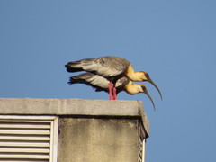 Theristicus caudatus