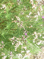 Vernonanthura nudiflora
