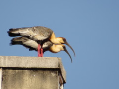 Theristicus caudatus