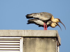 Theristicus caudatus