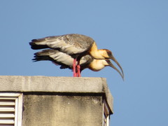 Theristicus caudatus