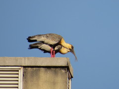 Theristicus caudatus