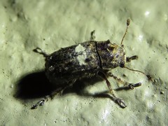 Toxonotus cornutus
