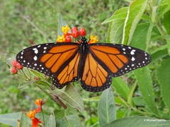 Danaus plexippus nigrippus
