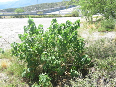 Callianthe pauciflora